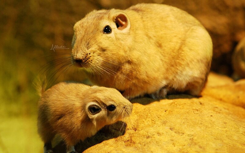 Two gerbils on a rock