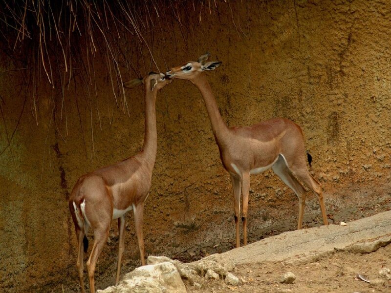 Two Gerenuk Giraffes