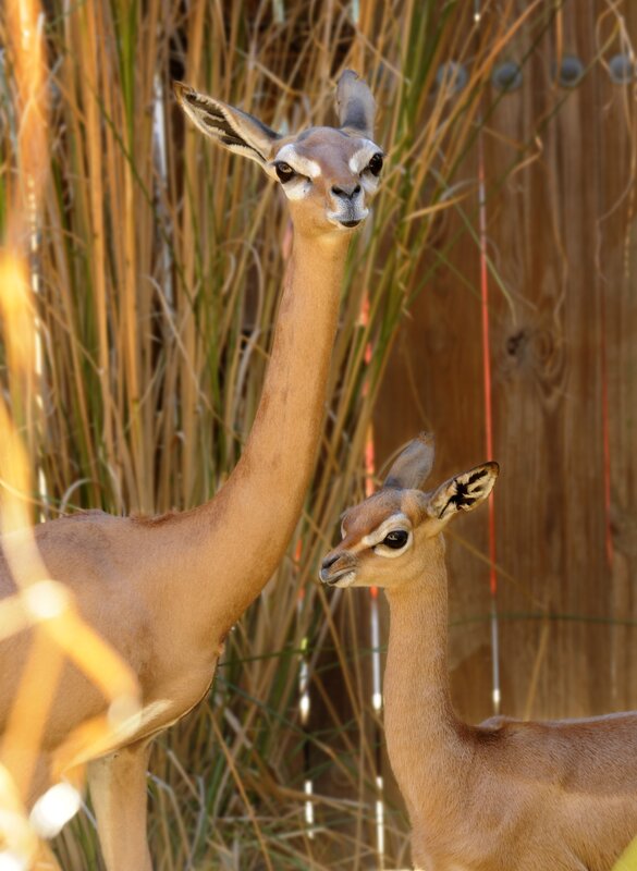 Two gerenuk looking at camera