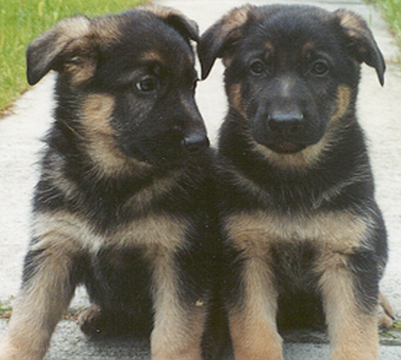 two german shepherd puppies