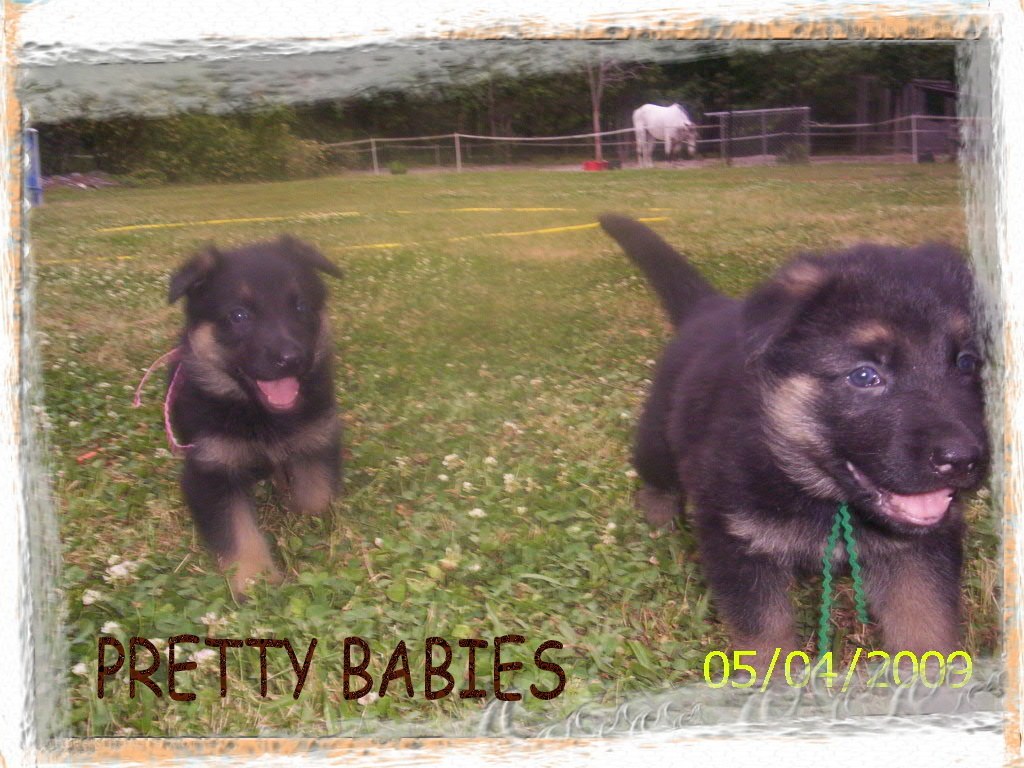 Two German Shepherd puppies
