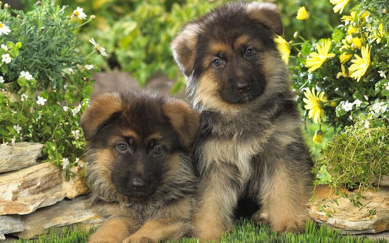 Two German Shepherd Puppies — Green, Calm, Afternoon