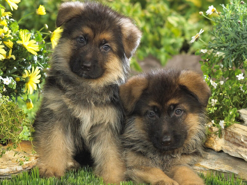 Two German Shepherd Puppies — Green, Calm