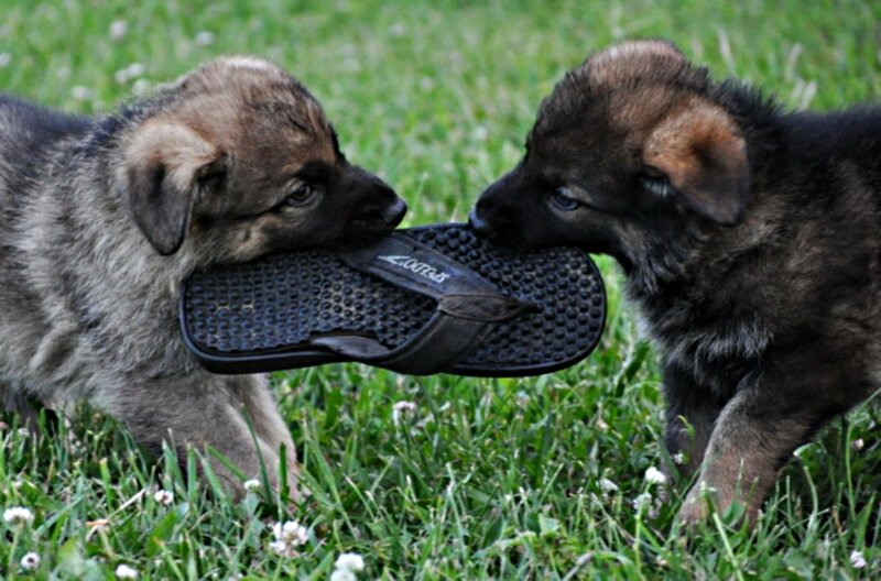 Two German Shepherd Puppies — Green, Playful
