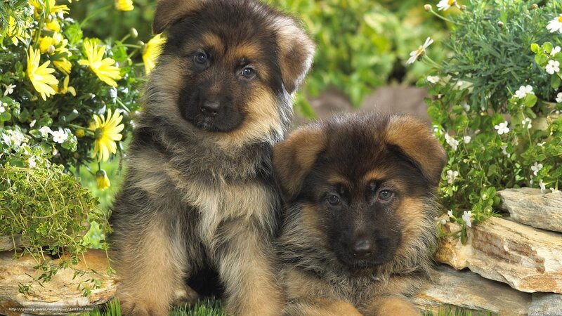 Two German Shepherd puppies in garden