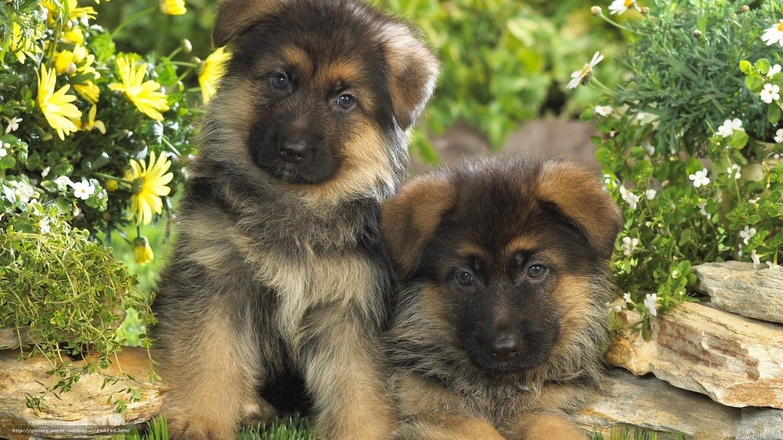 Two German Shepherd puppies in garden