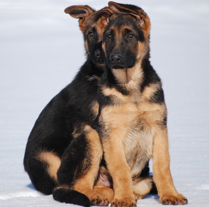 Two German Shepherd puppies in snow