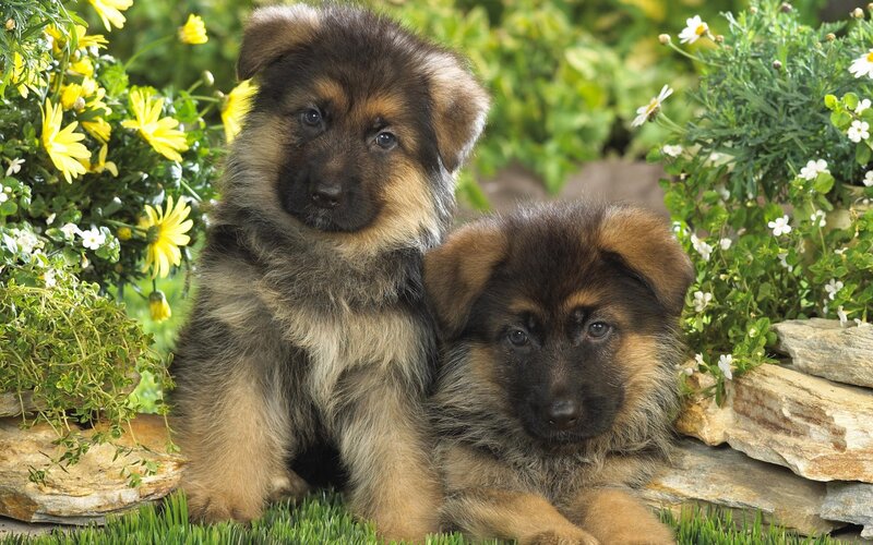 Two German Shepherd puppies