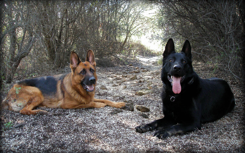 Two German Shepherds — Black, Calm, Afternoon