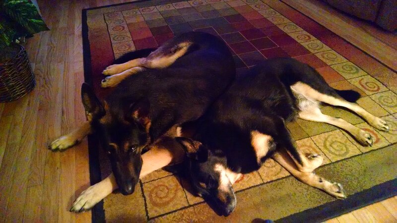 Two German Shepherds — Black, Calm, Night