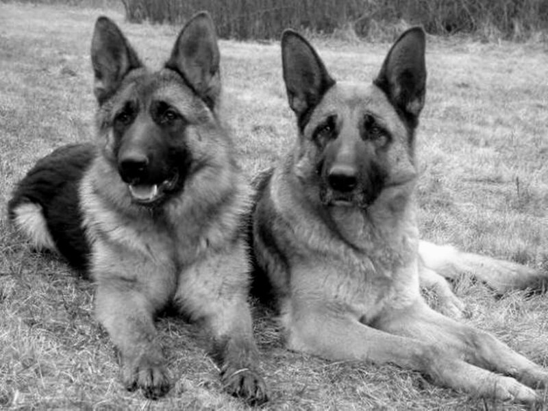 Two German Shepherds — Black, Calm, Photograph