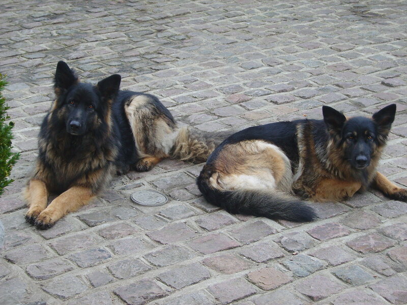 Two German Shepherds — Black, Calm