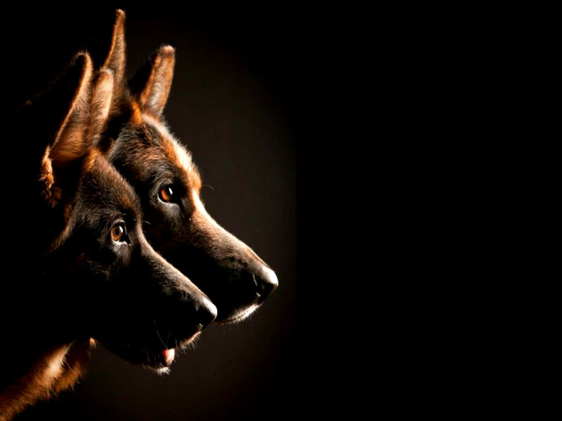 Two German Shepherds — Black, Dramatic