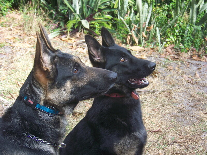 Two German Shepherds — Black