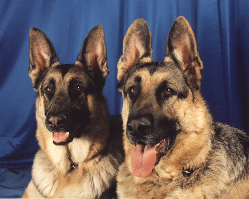Two German Shepherds — Blue