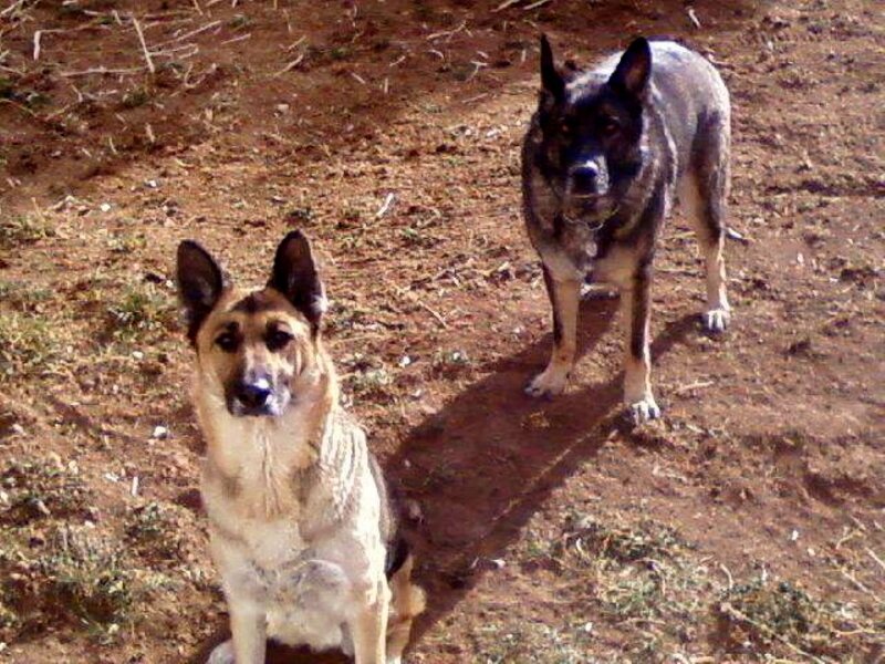 Two German Shepherds — Brown, Calm, Afternoon, Photograph, Dirt Ground