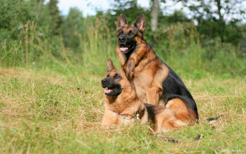 Two German Shepherds — Brown, Calm, Afternoon, Photograph, Grass