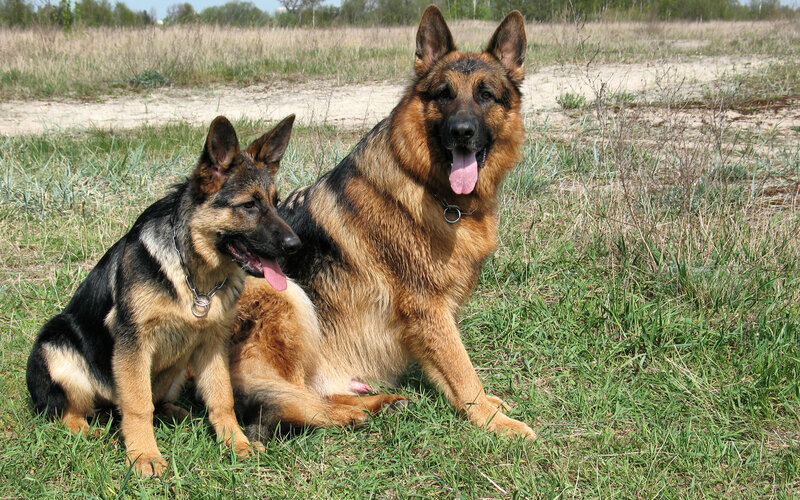 Two German Shepherds — Brown, Calm, Afternoon, Photograph