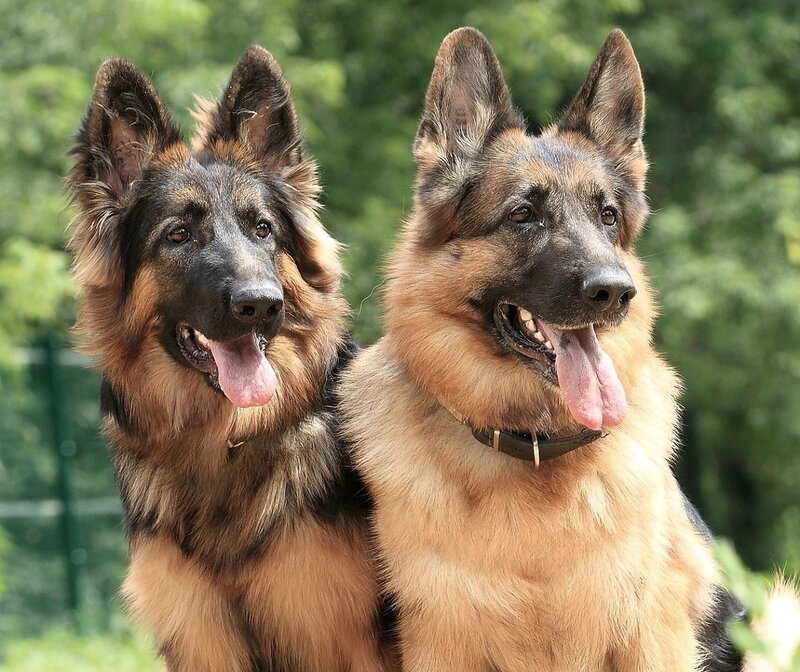 Two German Shepherds — Brown, Calm, Afternoon, Photograph, Trees