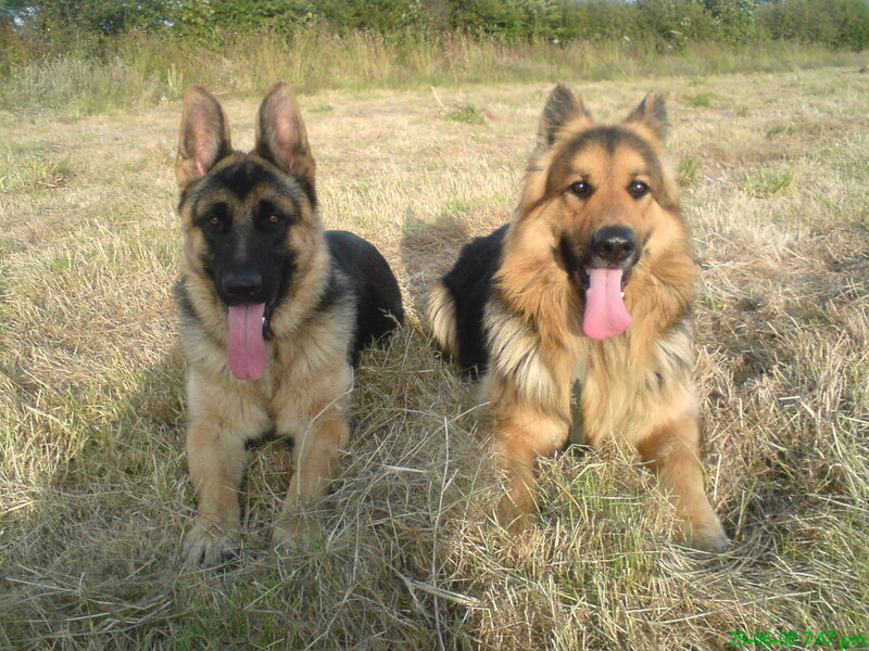 Two German Shepherds — Brown, Calm, Afternoon