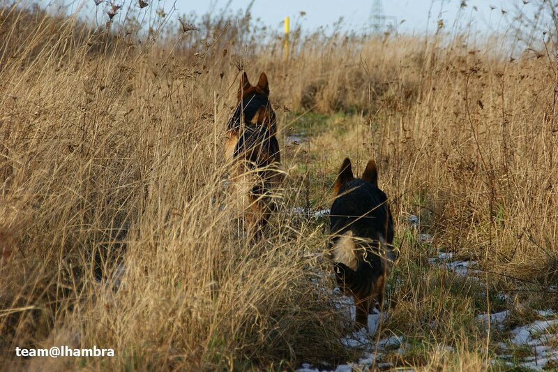 Two German Shepherds — Brown, Calm, Autumn, Photograph