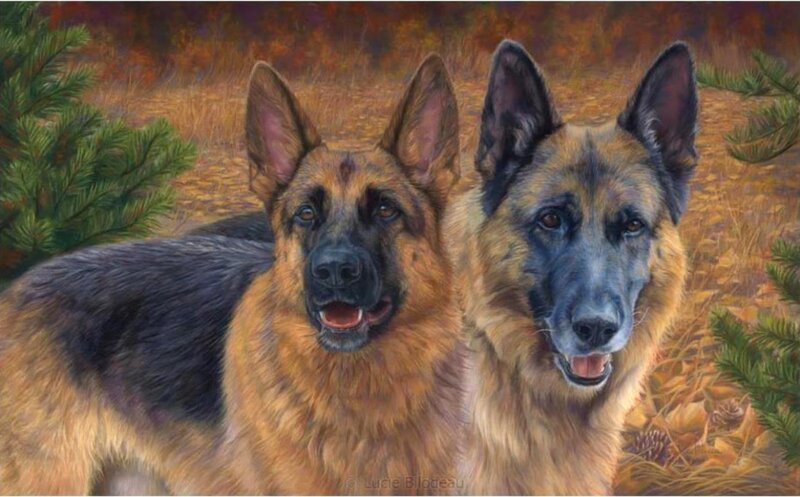 Two German Shepherds — Brown, Calm, Autumn