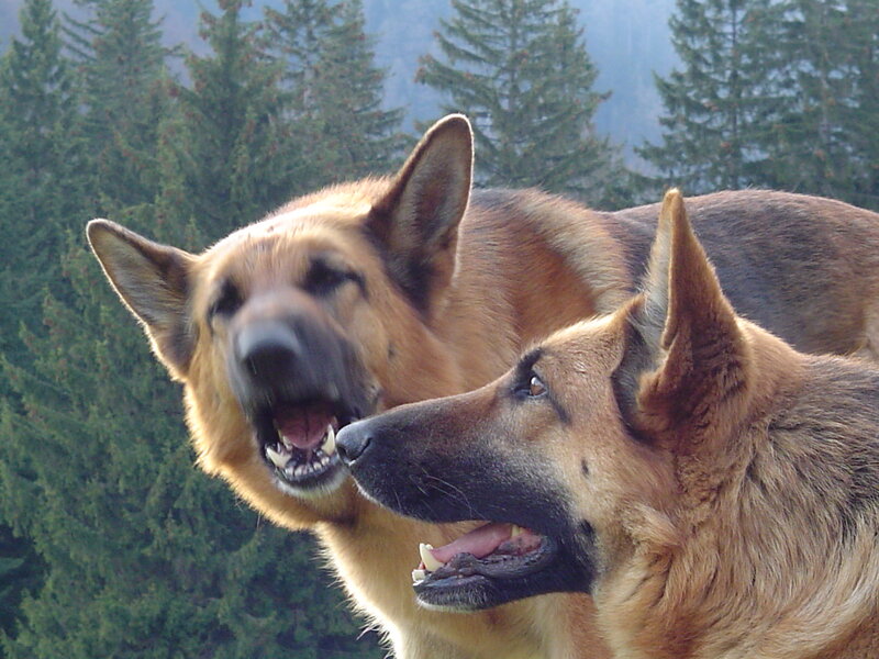 Two German Shepherds — Brown, Calm, Photograph