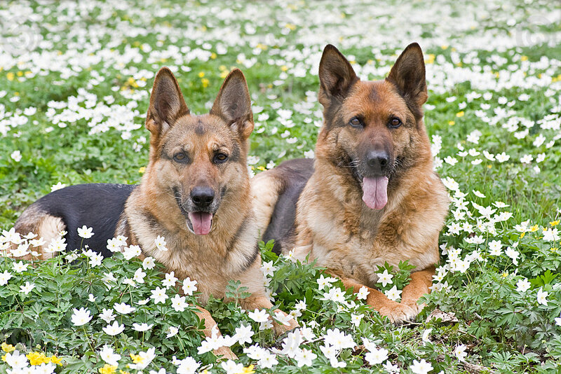 Two German Shepherds — Brown, Calm