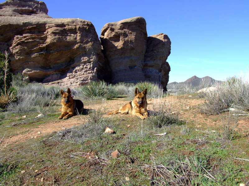 Two German Shepherds — Brown, Serene, Afternoon