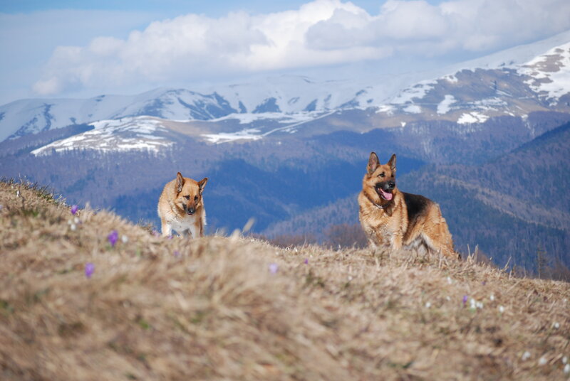 Two German Shepherds — Brown, Serene