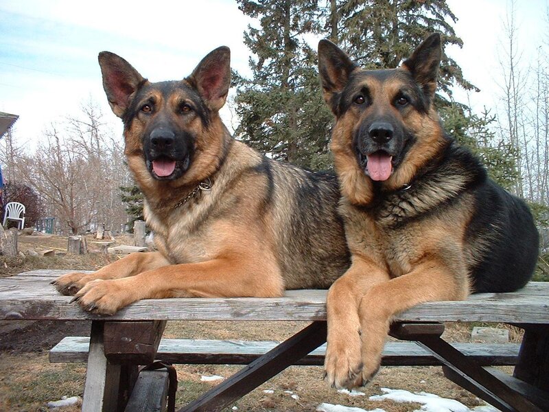 Two German Shepherds — Brown