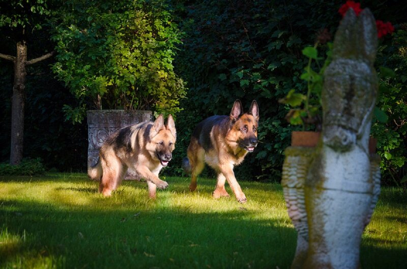 Two German Shepherds — Green, Active