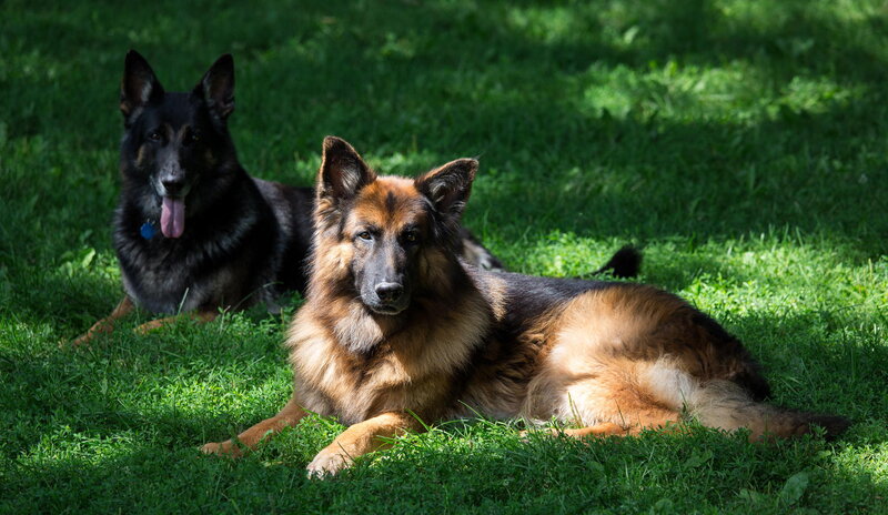 Two German Shepherds — Green, Calm, Afternoon, Photograph, Grass