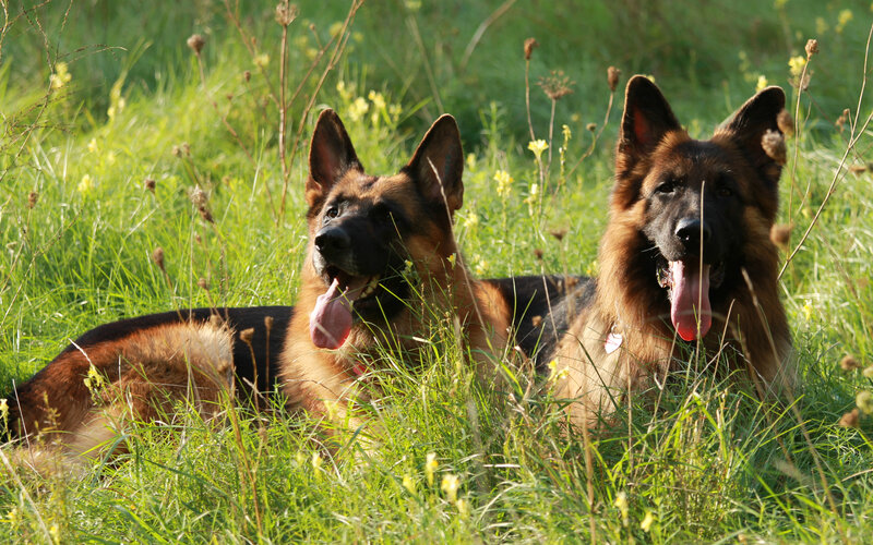 Two German Shepherds — Green, Calm, Afternoon, Photograph