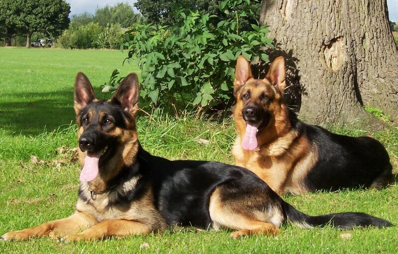 Two German Shepherds — Green, Calm, Afternoon, Photograph, Tree