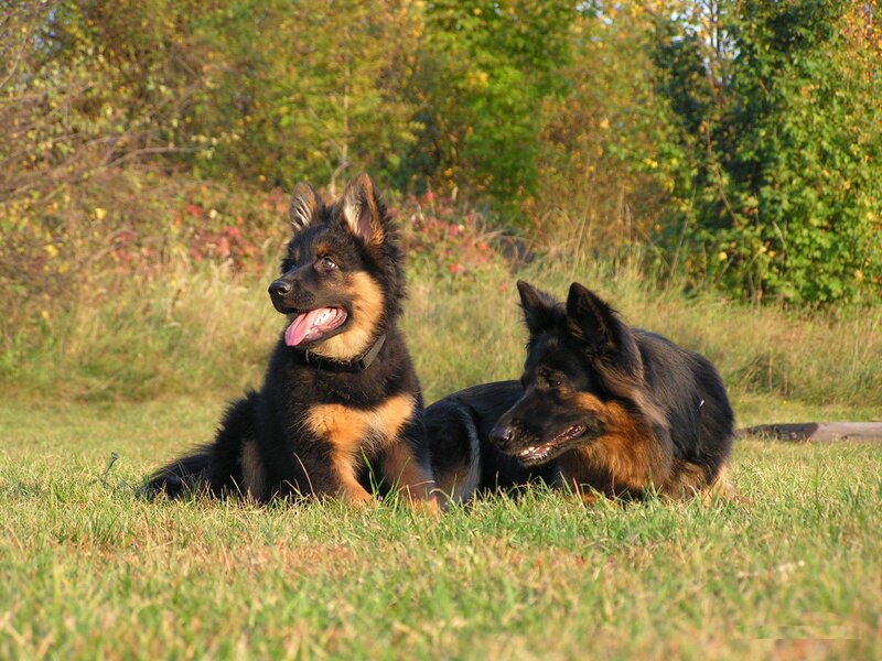 Two German Shepherds — Green, Calm, Afternoon