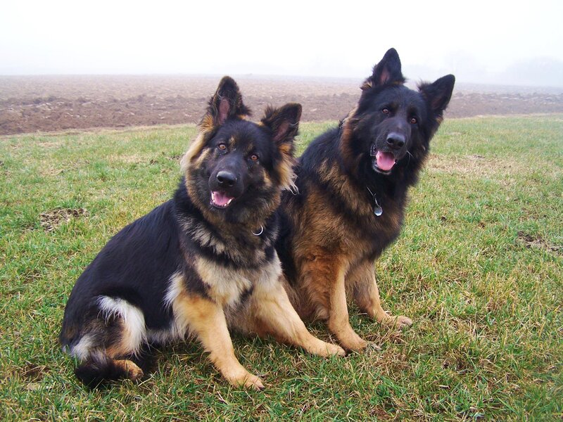 Two German Shepherds — Green, Calm, Morning, Photograph