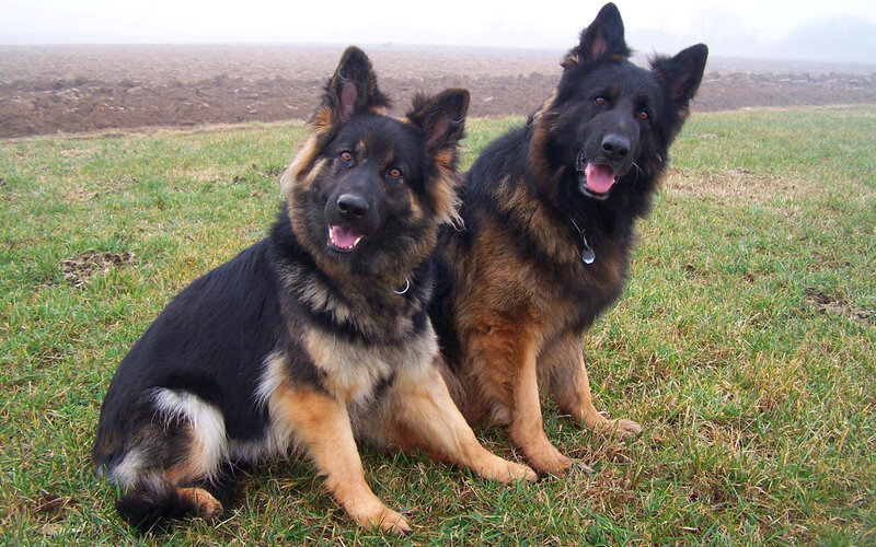 Two German Shepherds — Green, Calm, Morning