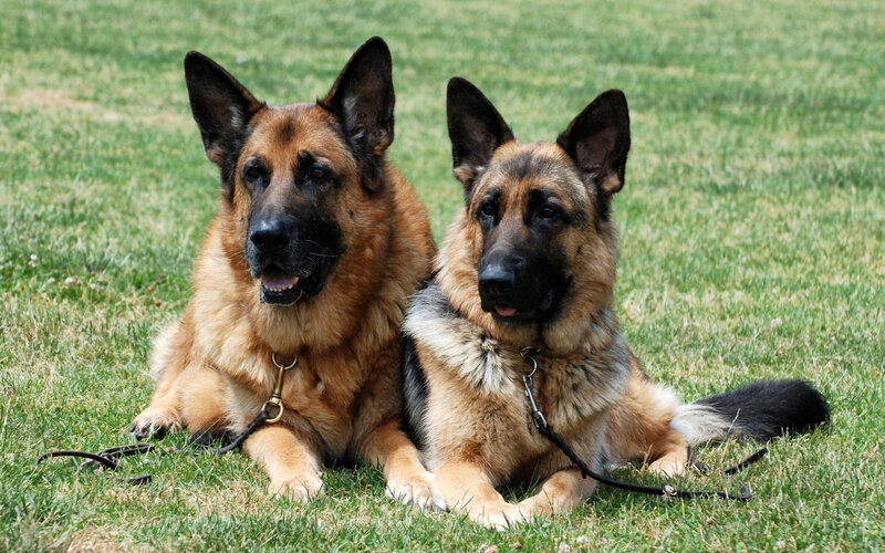 Two German Shepherds — Green, Calm