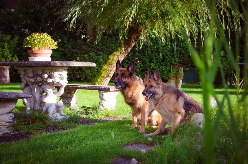 Two German Shepherds — Green, Serene