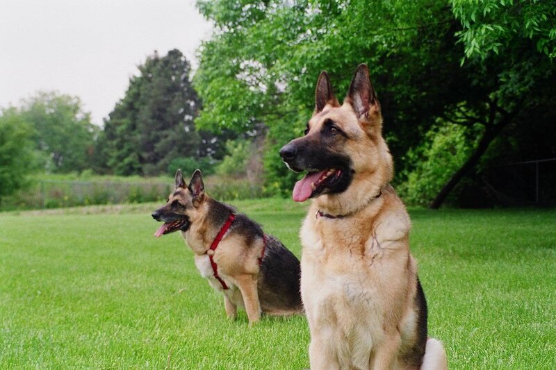 Two German Shepherds — Green
