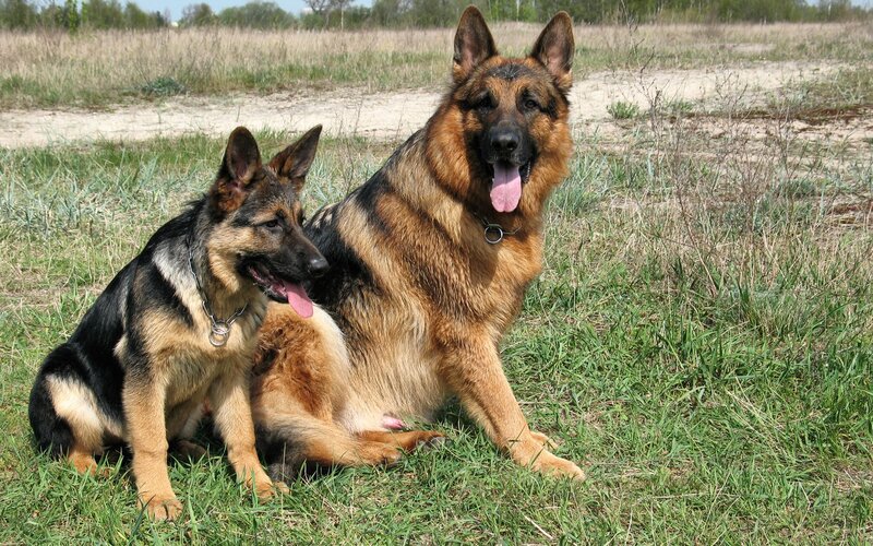 Two German Shepherds in a field