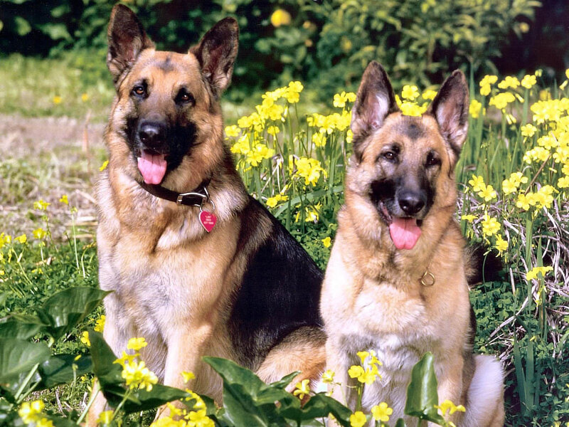 Two German Shepherds in a garden