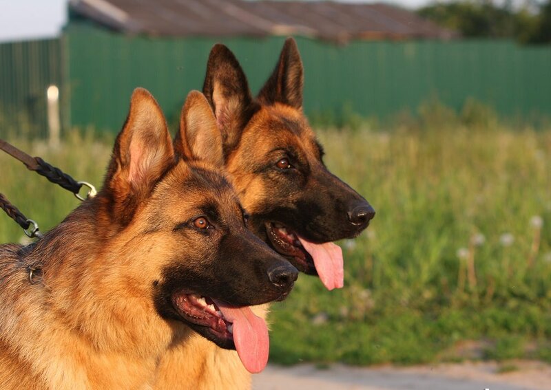 Two German Shepherds on a walk