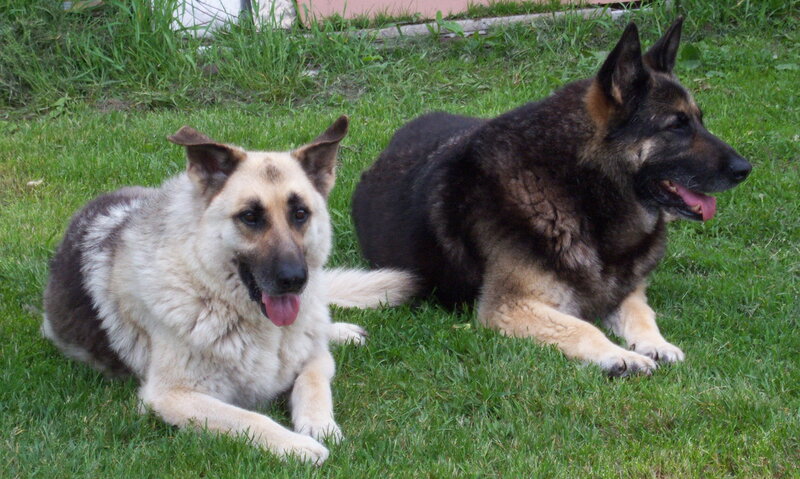 Two German Shepherds on Grass