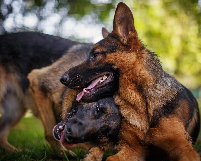 Two German Shepherds Playing