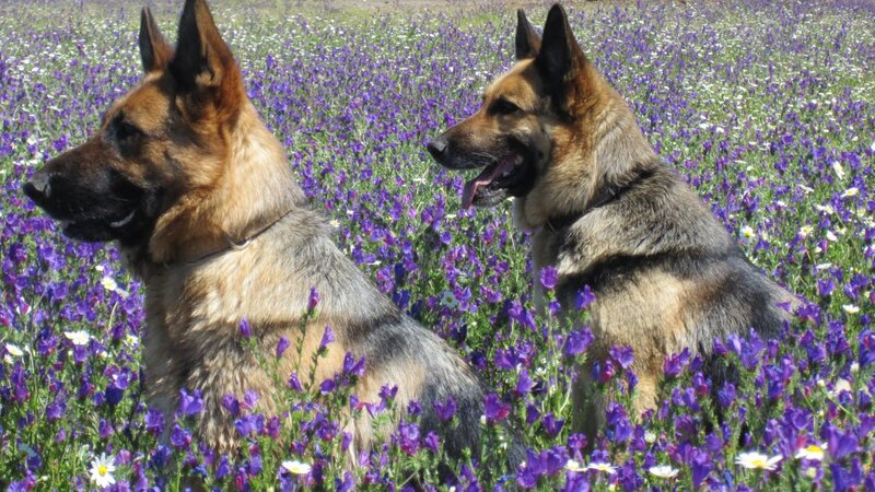 Two German Shepherds — Purple