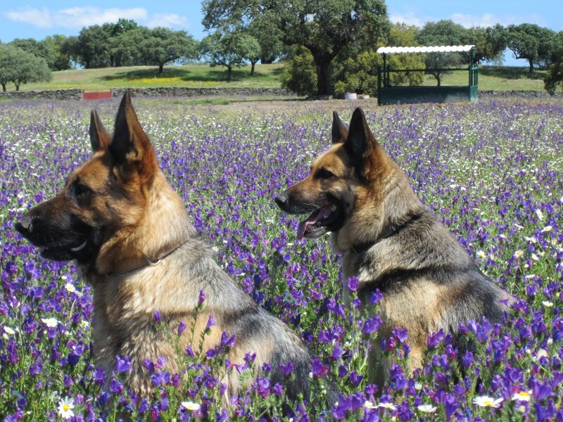 Two German Shepherds