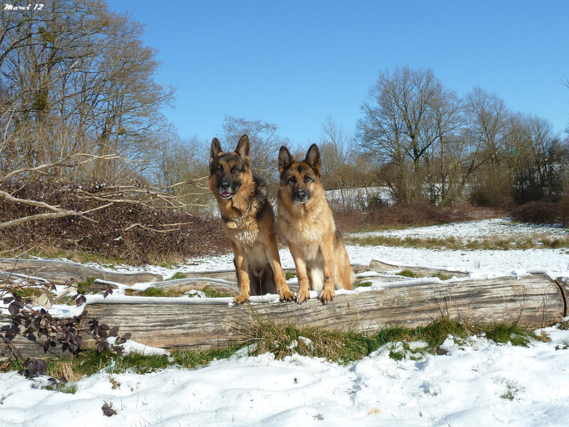 Two German Shepherds — White