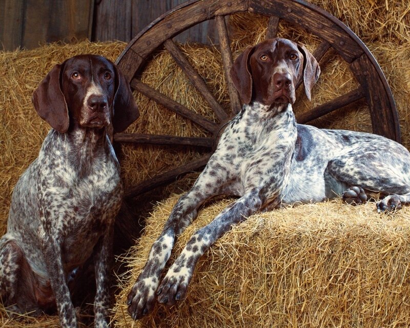 Two German Shorthaired Pointers — Brown, Calm